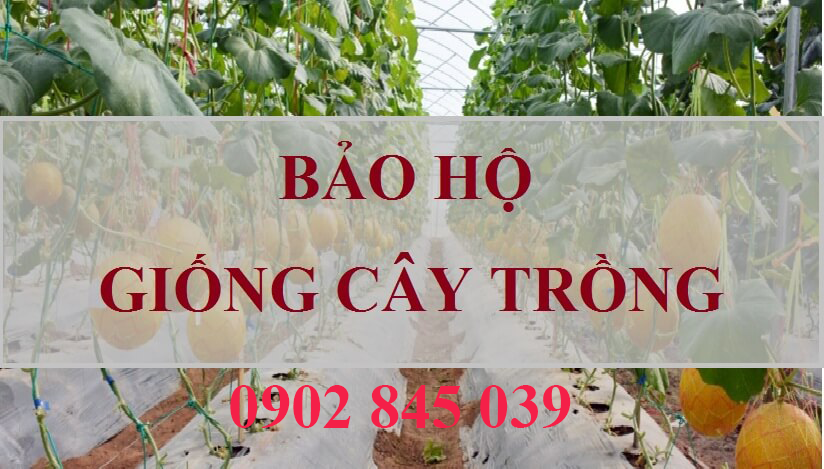 bao ho giong cay trong